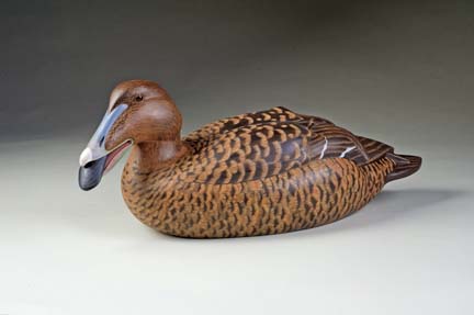 Czajka Eider